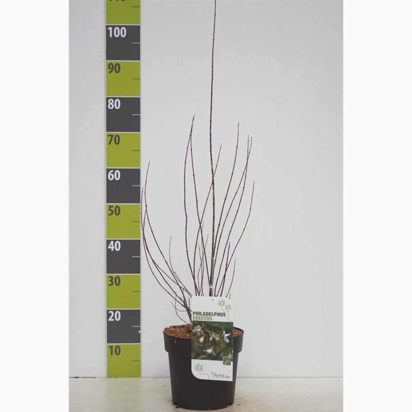 Schersmin – Philadelphus 'Erectus' - C4,6 50-60 CM